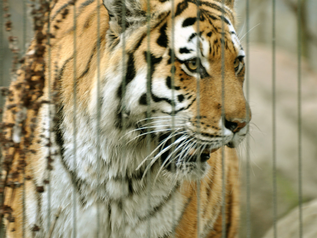 Hinter Gittern