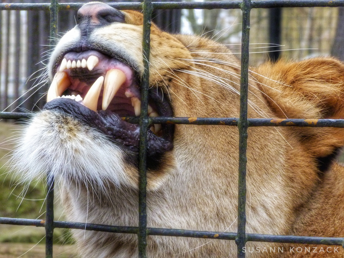 Hinter Gittern Foto Bild Tiere Zoo Wildpark Falknerei