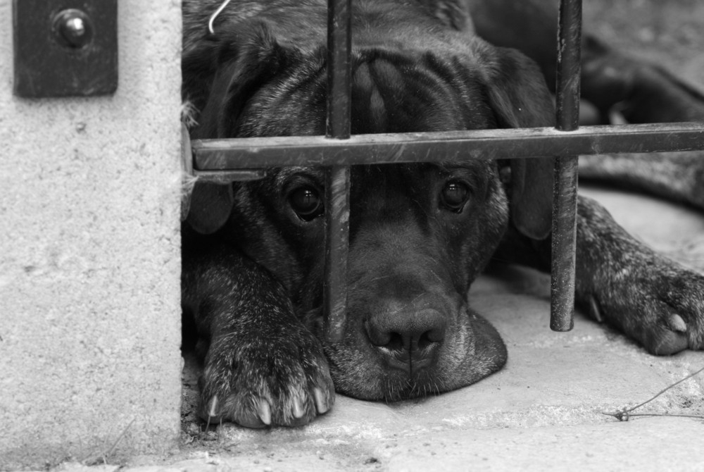 +++ hinter Gittern +++