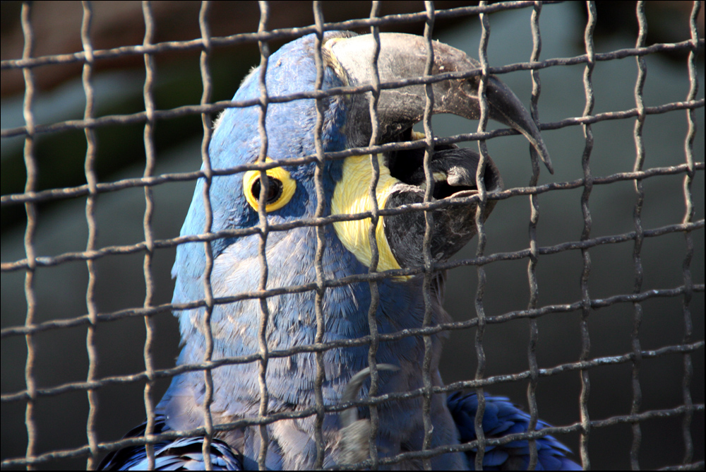 hinter Gittern