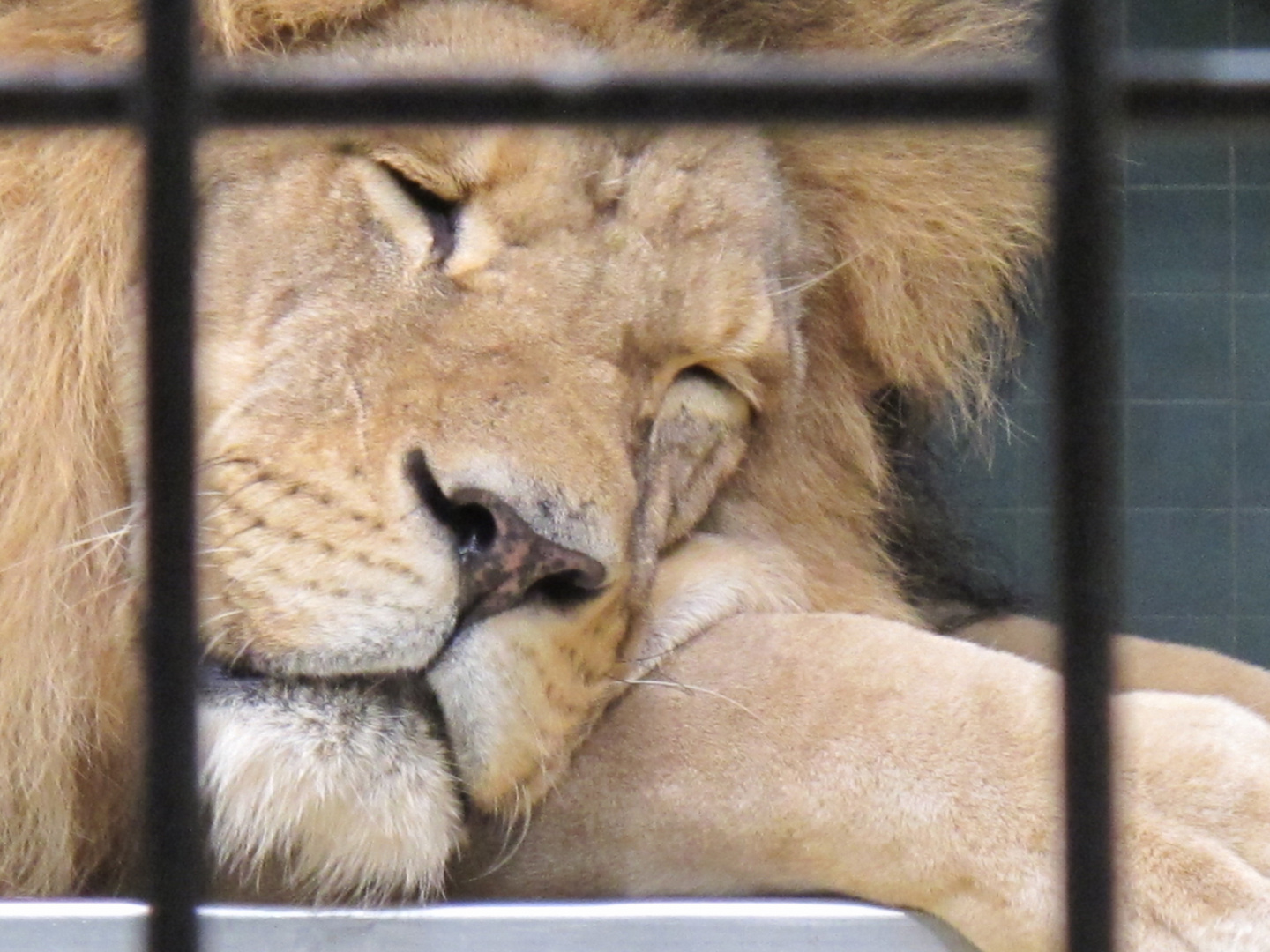 Hinter Gittern