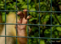 hinter Gittern...