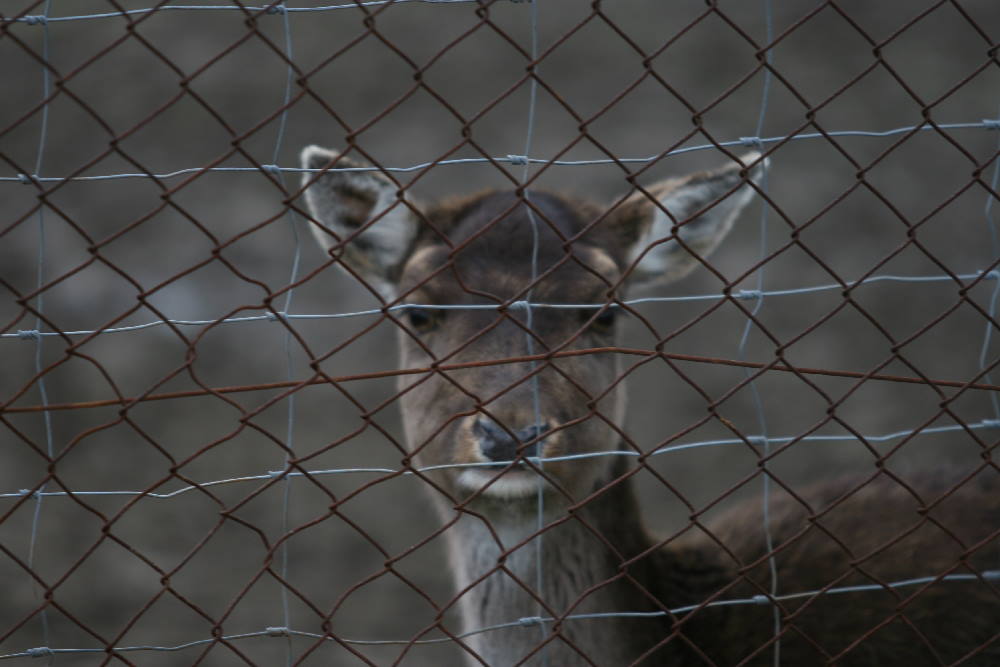 Hinter Gittern