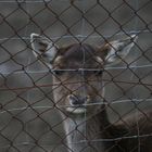 Hinter Gittern