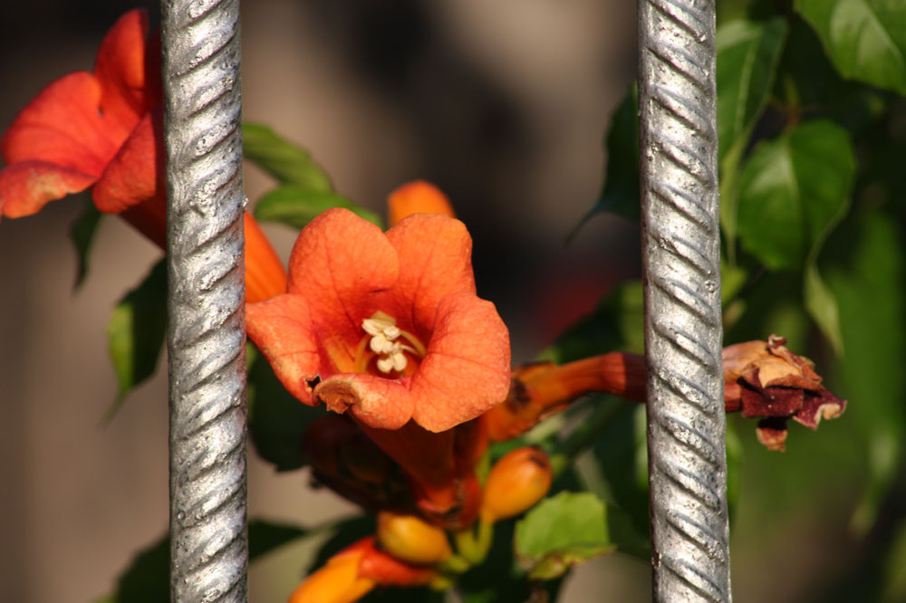 hinter Gittern