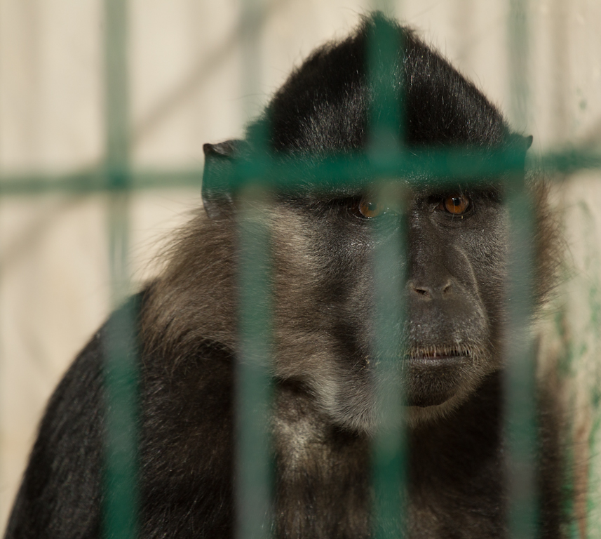 hinter Gittern