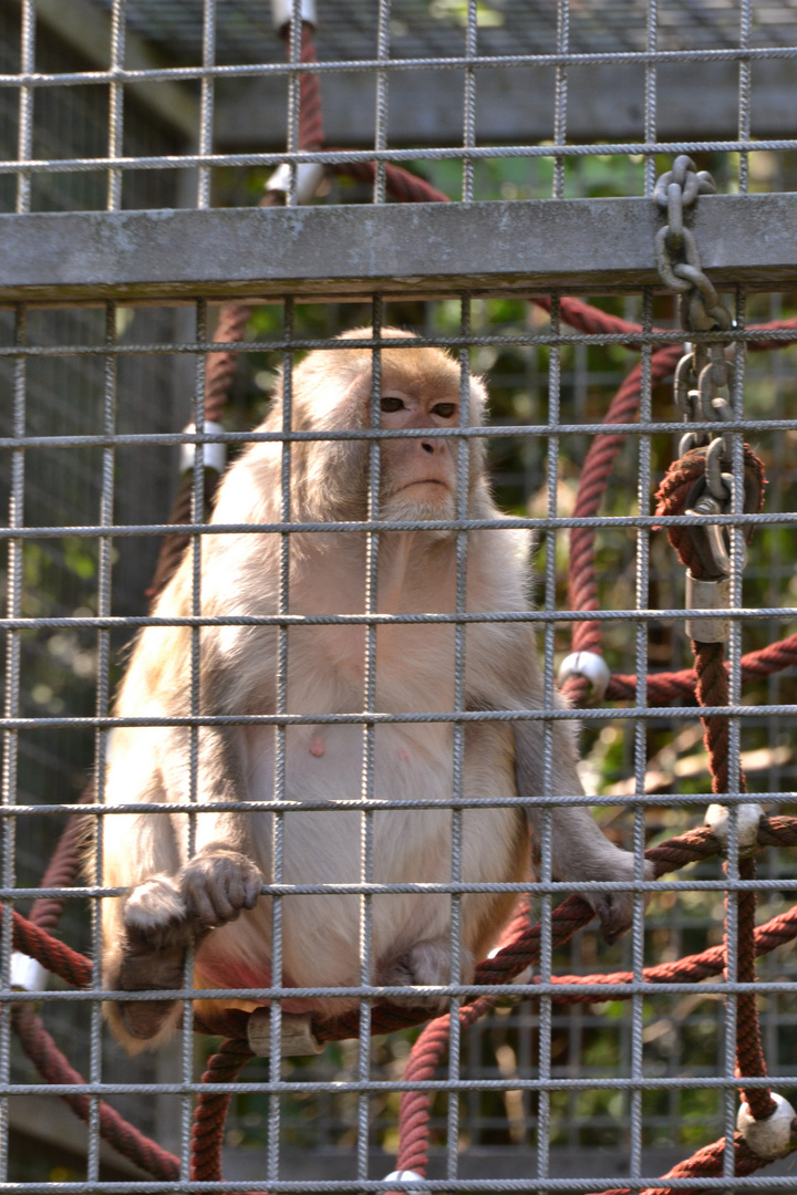 Hinter Gittern Foto Bild Tiere Affe Gitter Bilder Auf