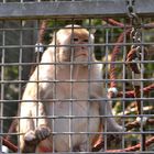 Hinter Gittern