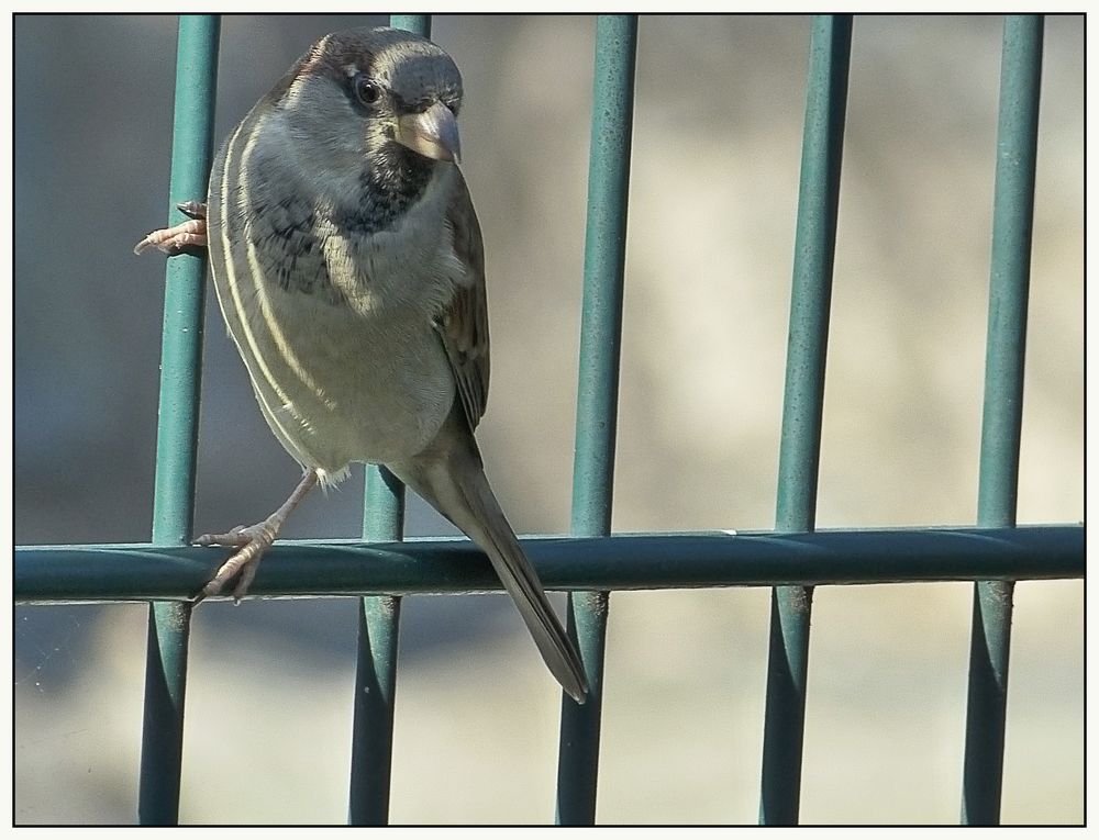 Hinter Gittern