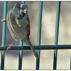 Hinter Gittern