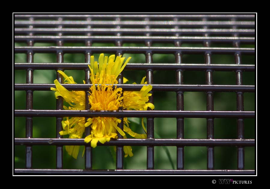 Hinter Gittern