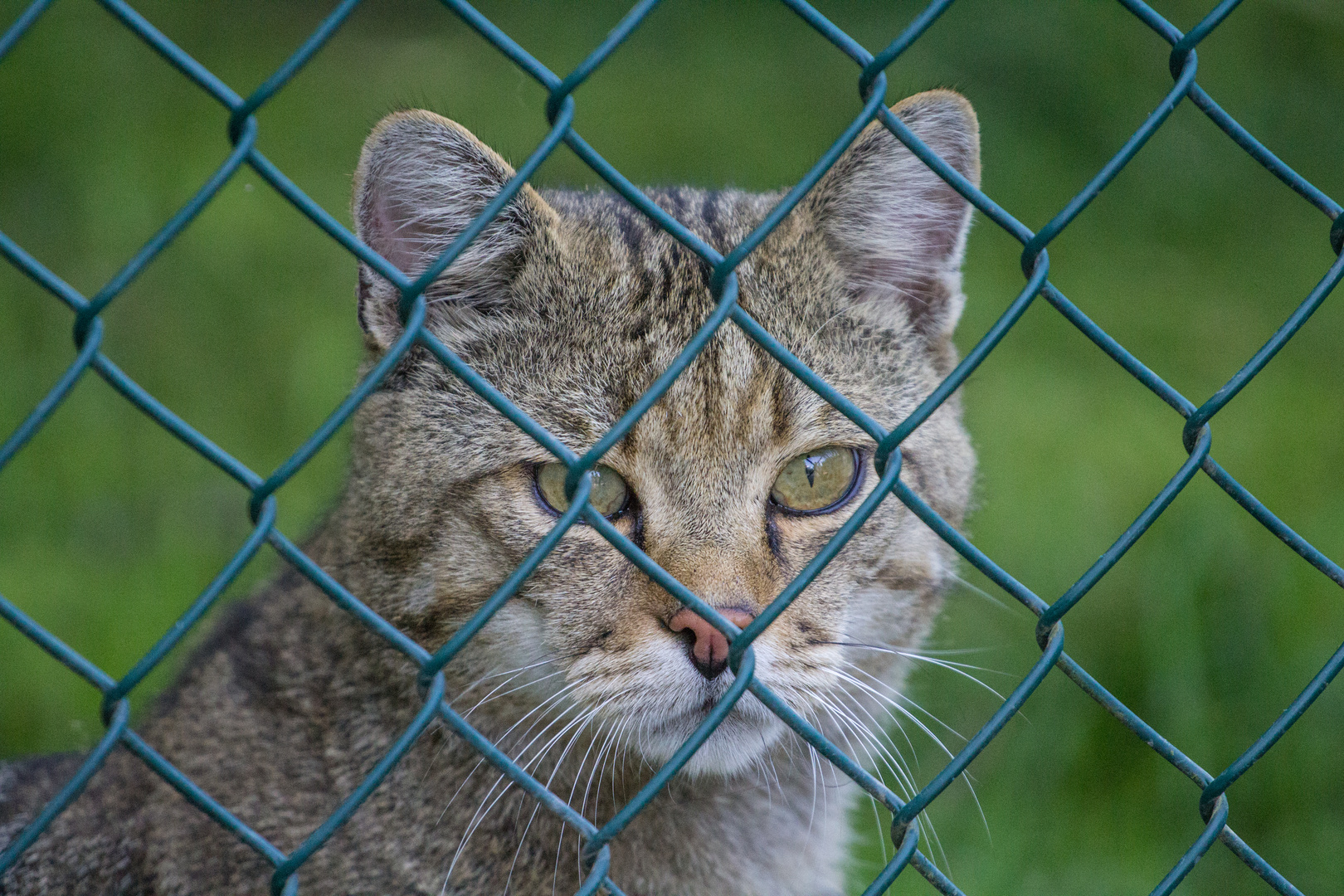 Hinter Gittern