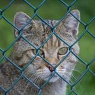 Hinter Gittern