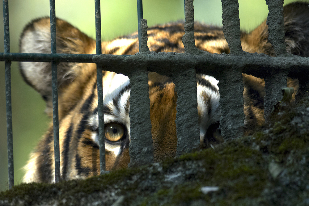 Hinter Gittern ...