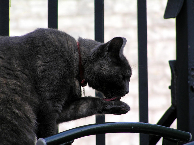 Hinter Gittern