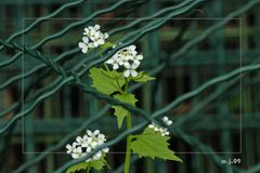 Hinter Gittern