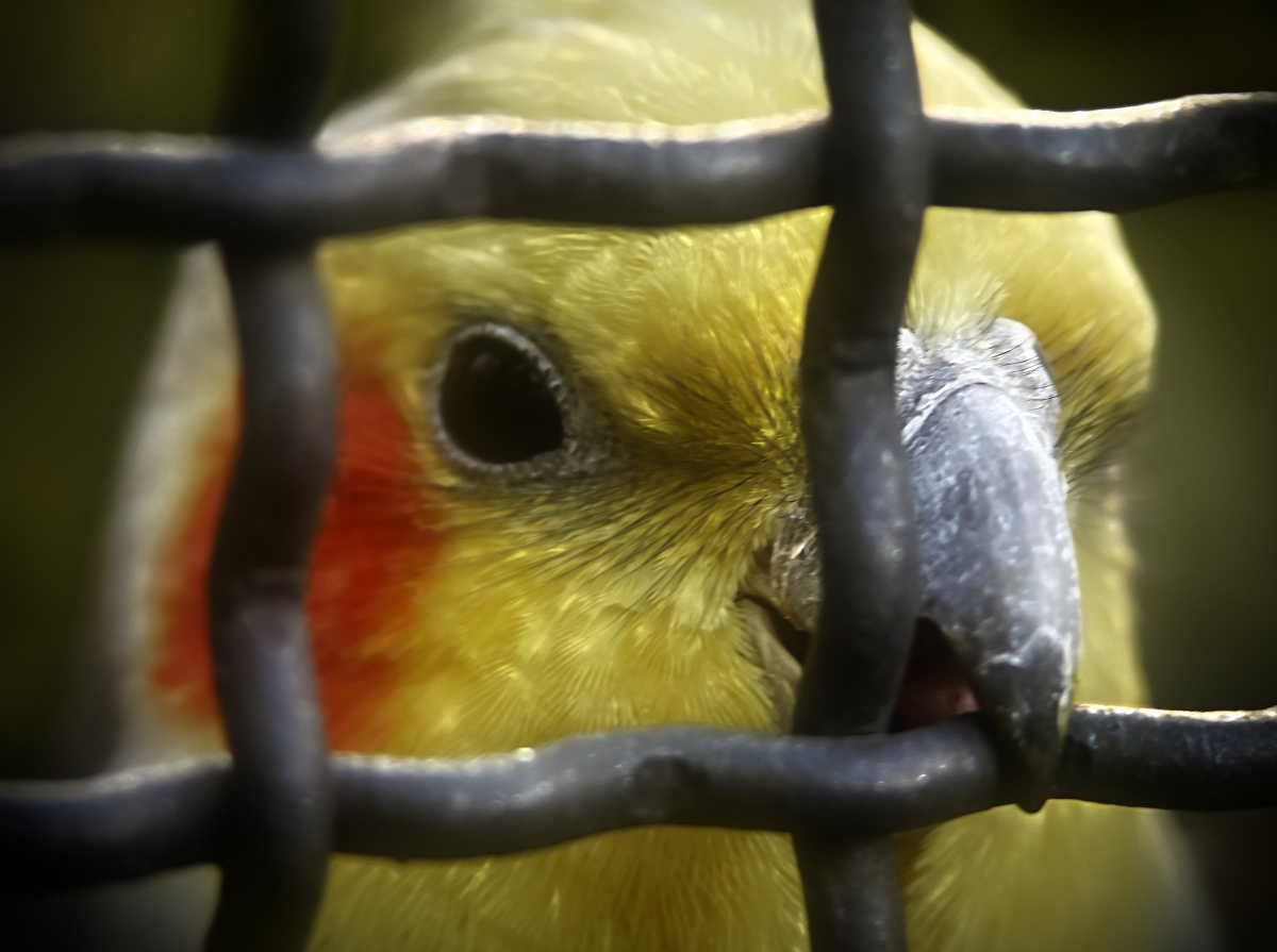 Hinter Gittern