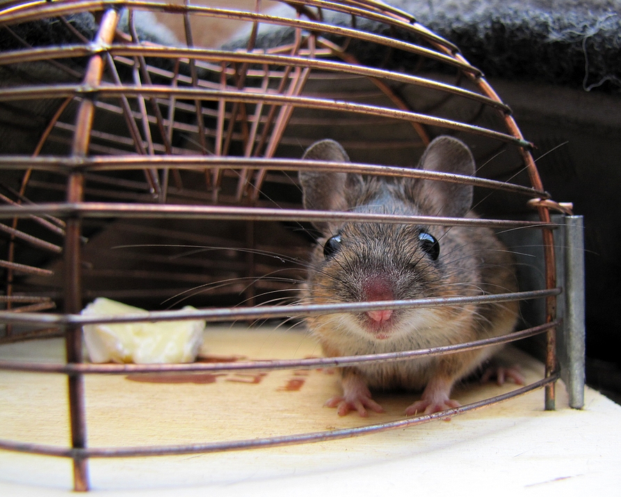 Hinter Gittern