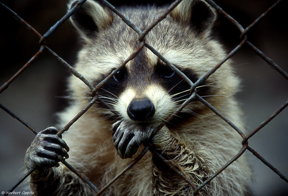 Hinter Gittern