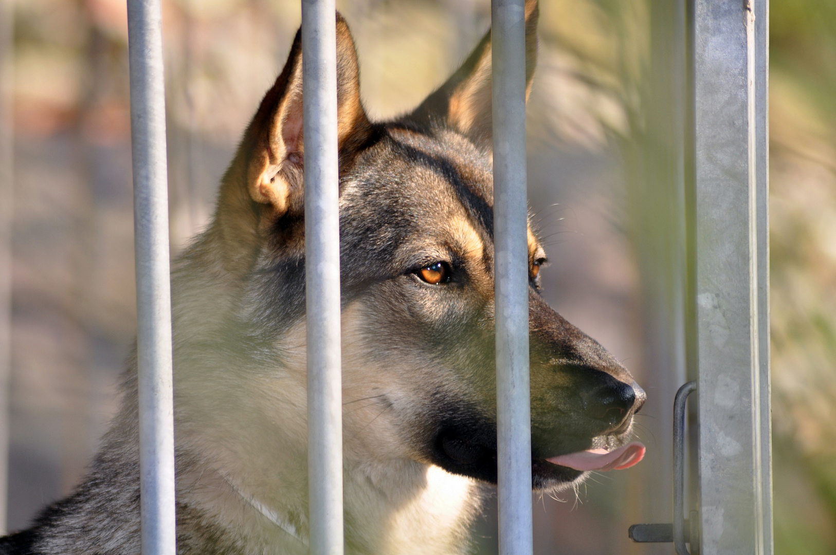 Hinter Gittern...