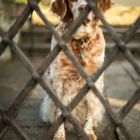 Hinter Gittern - Behind bars