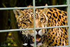 Hinter Gittern