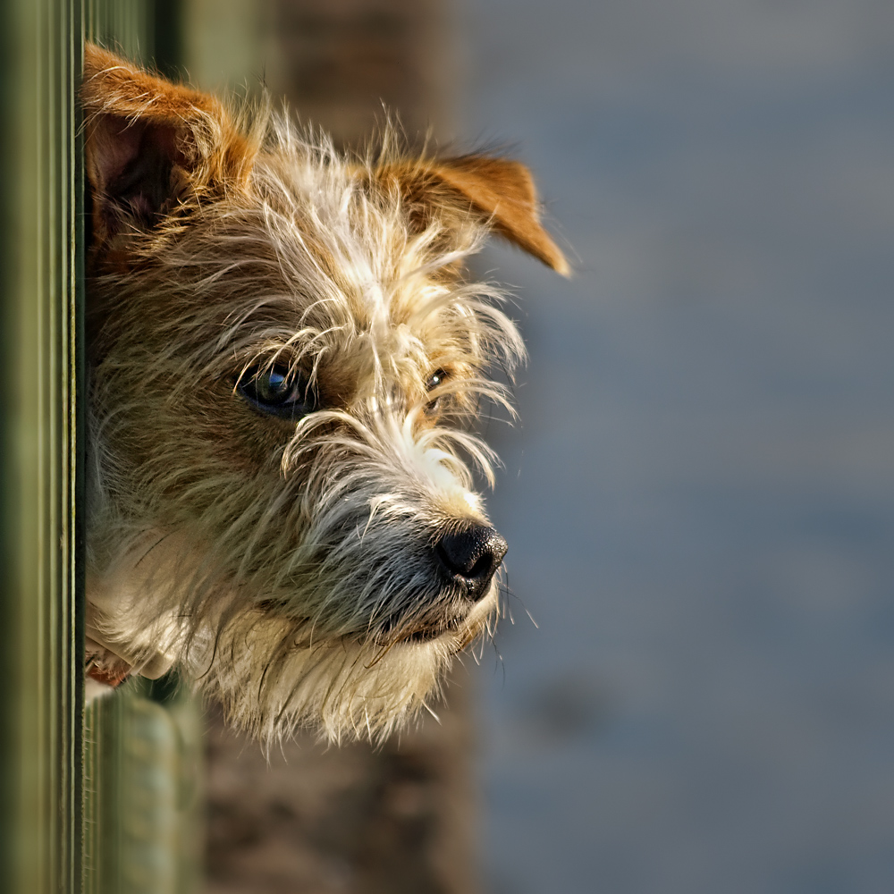 ...hinter Gittern...