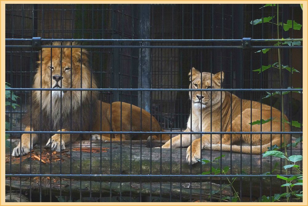 Hinter Gittern