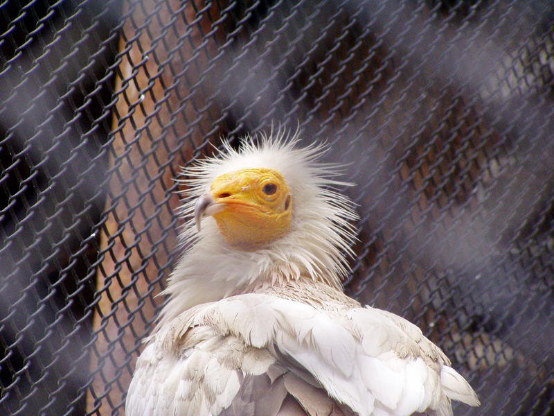 Hinter Gittern