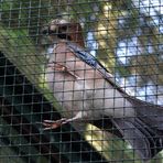 Hinter Gittern