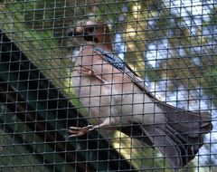 Hinter Gittern