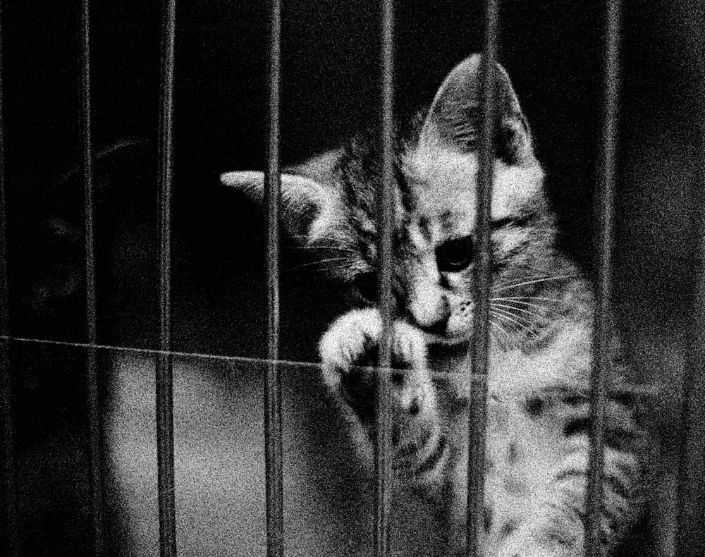 Hinter Gittern Foto Bild Tiere Haustiere Katzen Bilder Auf