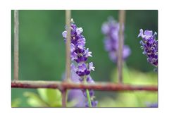 - hinter Gittern -