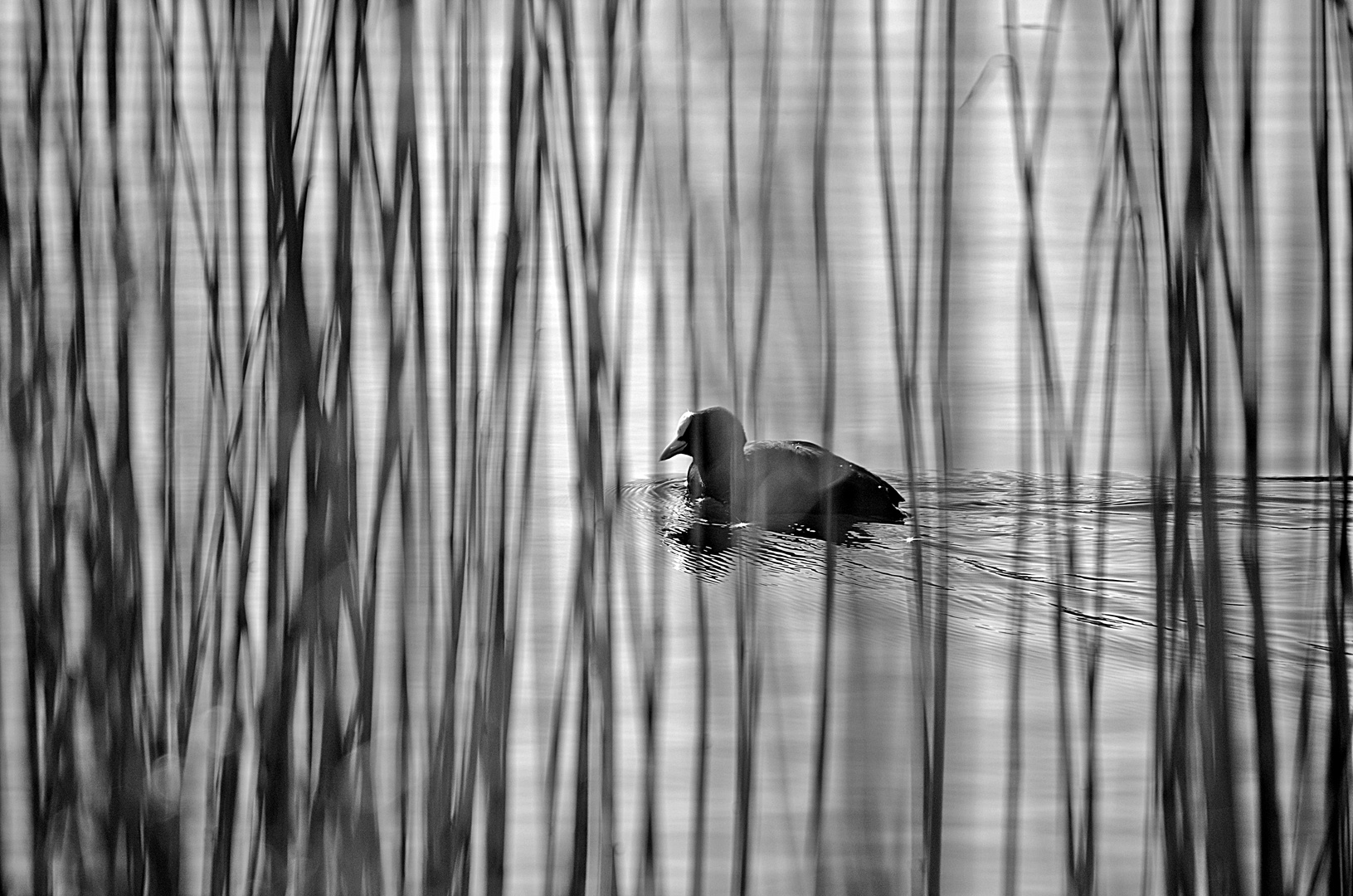 "Hinter Gittern"