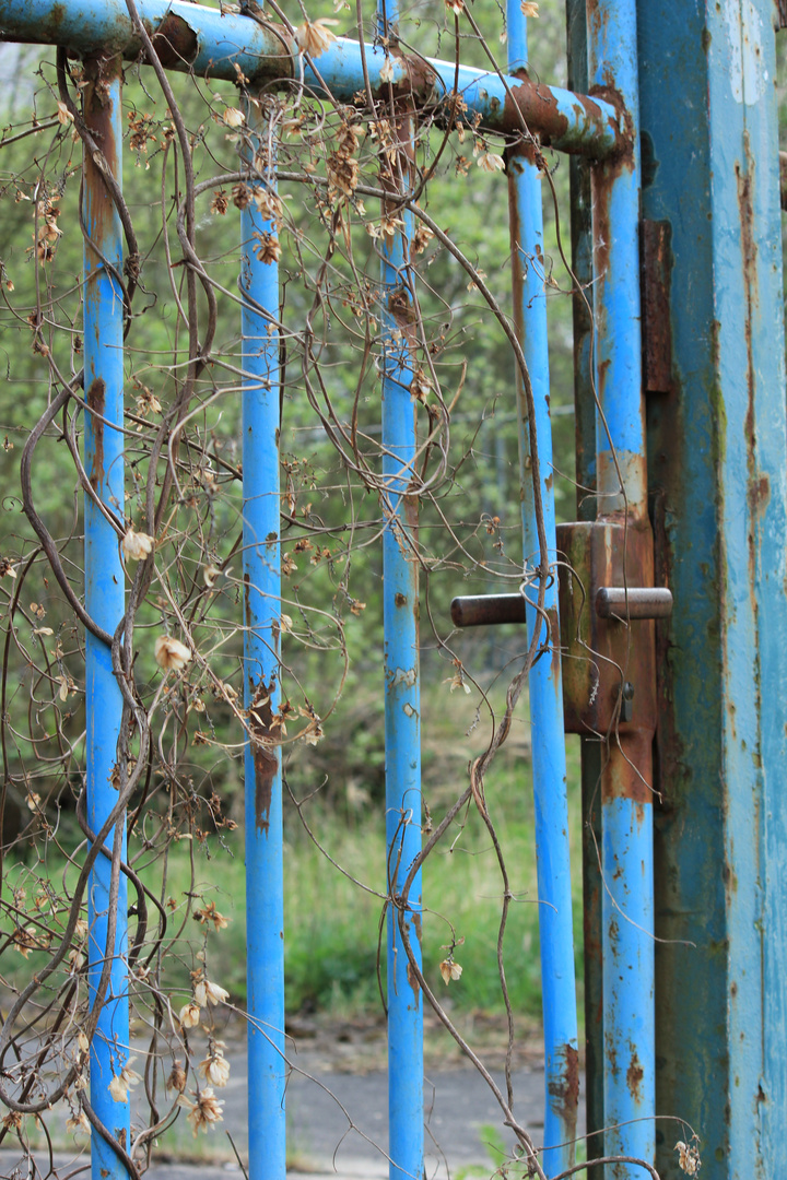 hinter gittern