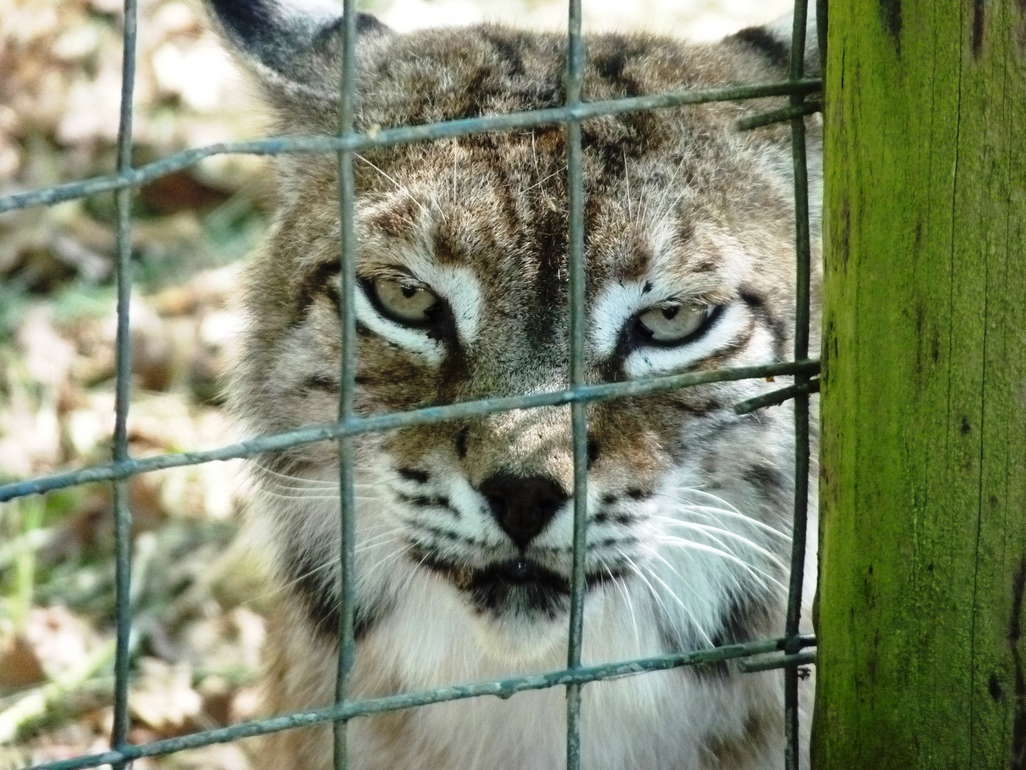 Hinter Gittern