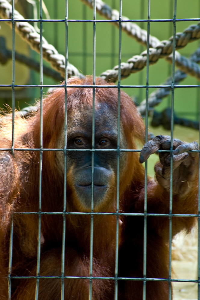 Hinter Gittern