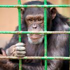 Hinter Gittern