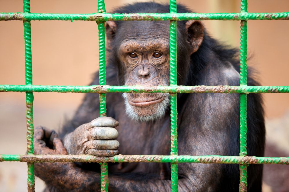 Hinter Gittern von Thomas Göbel 