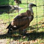 Hinter Gittern