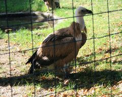 Hinter Gittern