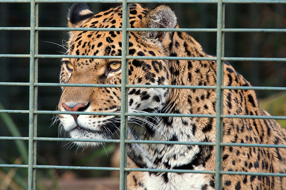 "Hinter Gittern"