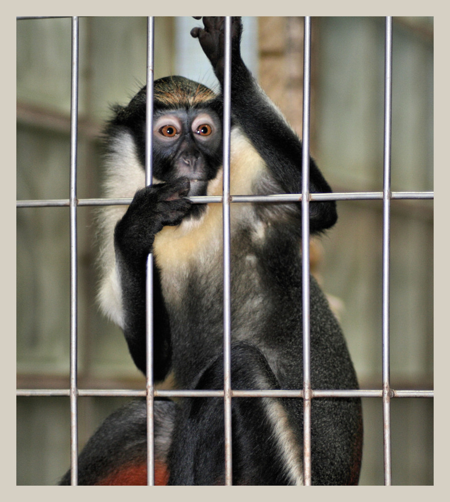 Hinter Gittern Foto Bild Tiere Zoo Wildpark Falknerei
