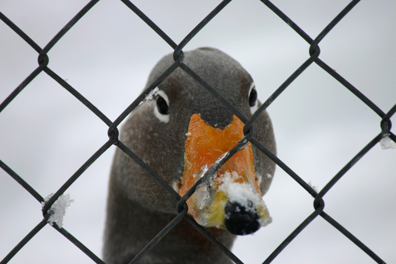 Hinter Gittern