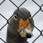 Hinter Gittern