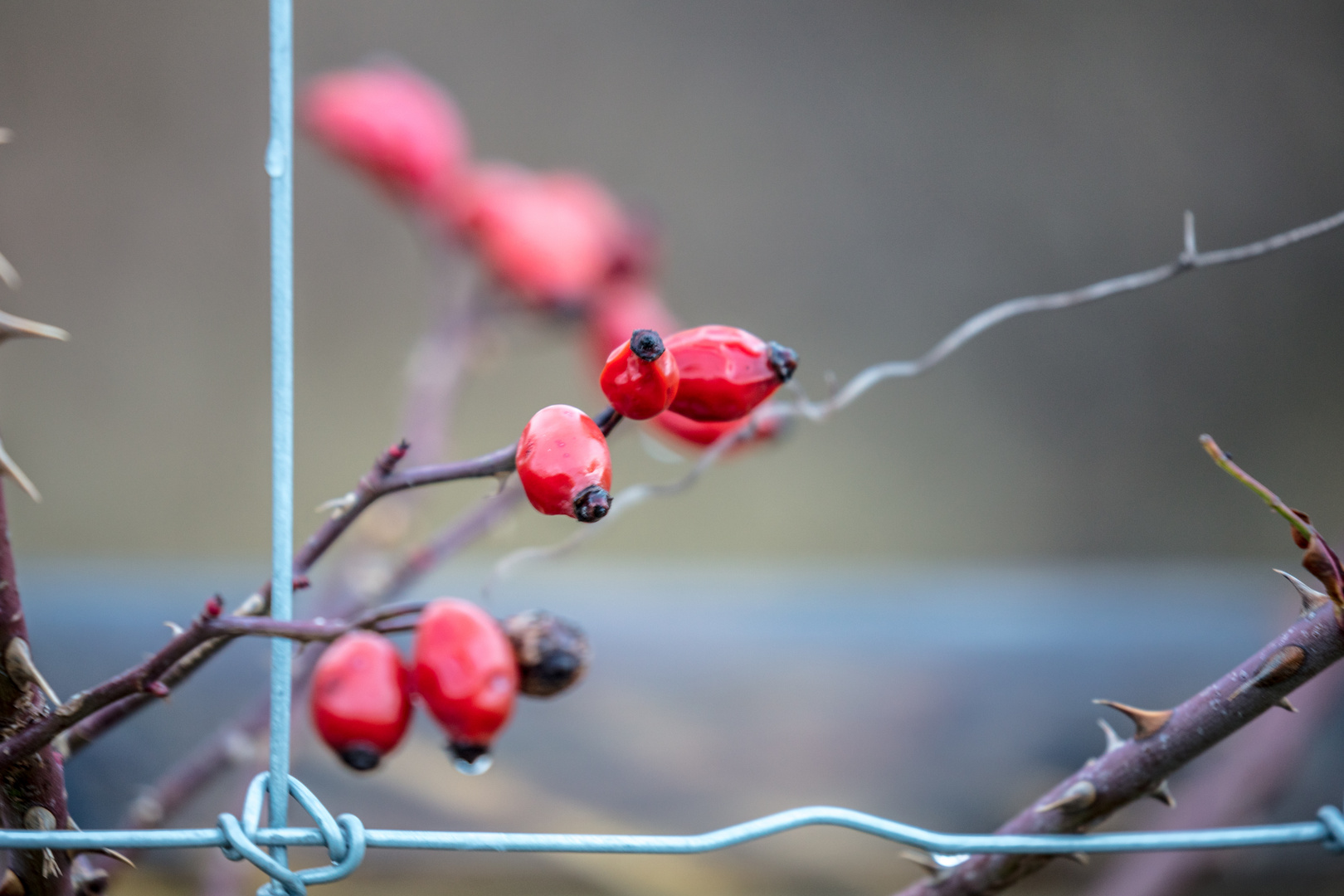 Hinter Gittern