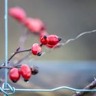 Hinter Gittern