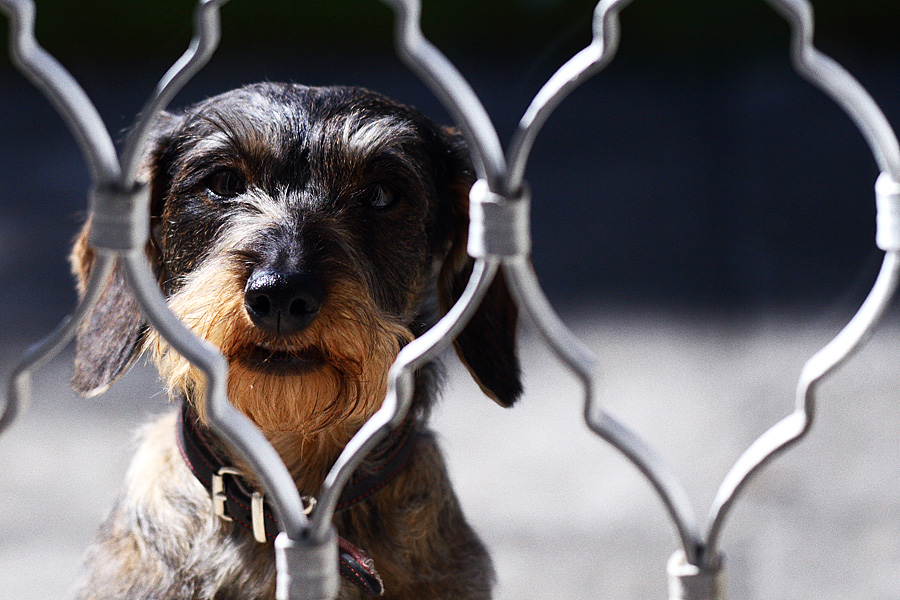 Hinter Gittern - Der Dackelknast