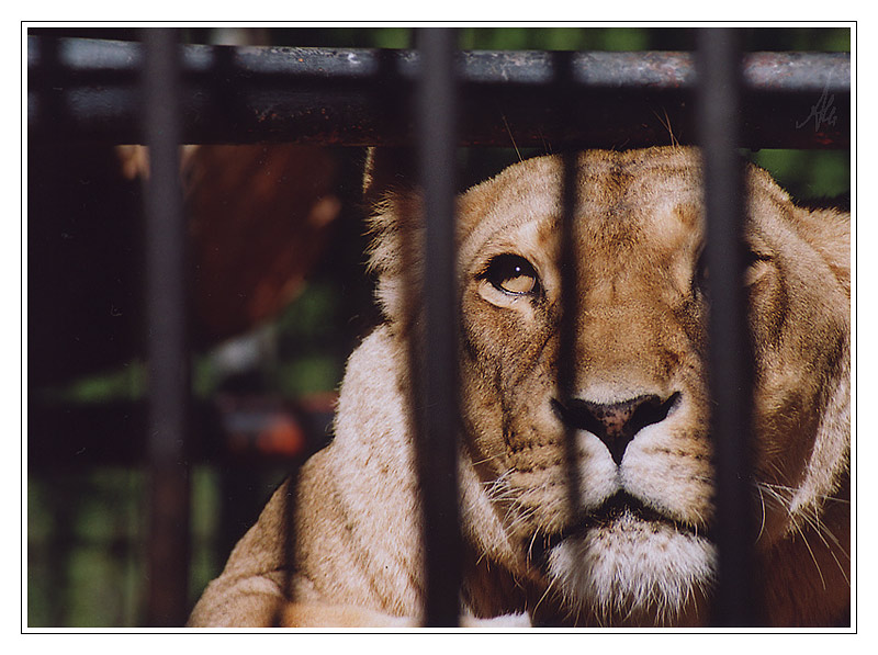 "Hinter Gittern" der Löwinknast....