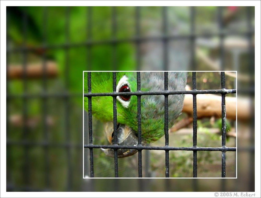 Hinter Gittern - Der Vogel Knast